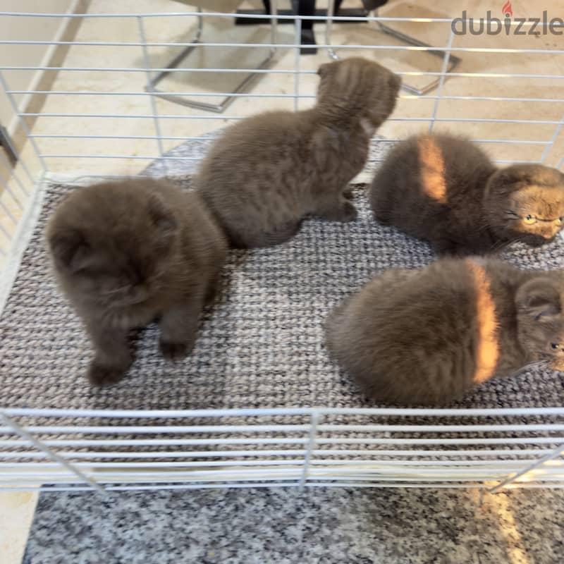 Rare chocolait scottishfold bahrain 15