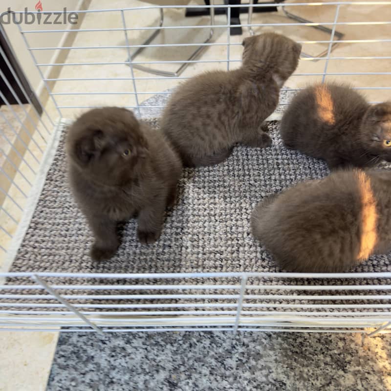 Rare chocolait scottishfold bahrain 16