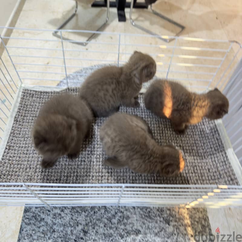 Rare chocolait scottishfold bahrain 17