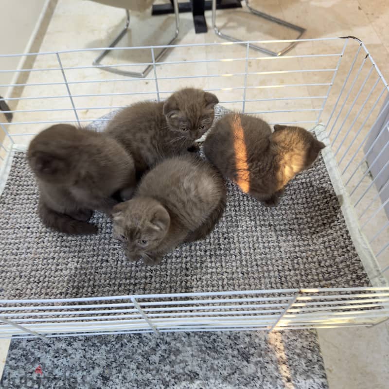 Rare chocolait scottishfold bahrain 18