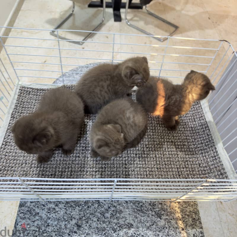 Rare chocolait scottishfold bahrain 19