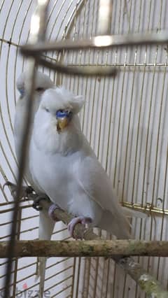 English budgies urgent for sale 0