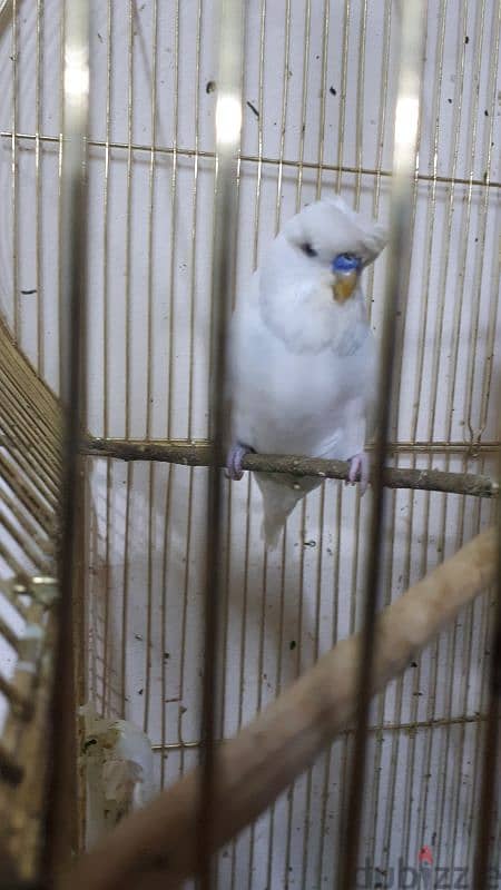 English budgies urgent for sale 1