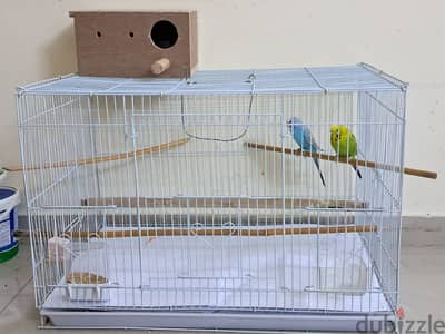 budgies for sale 5bhd