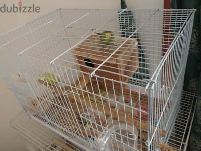 pet birds with cage