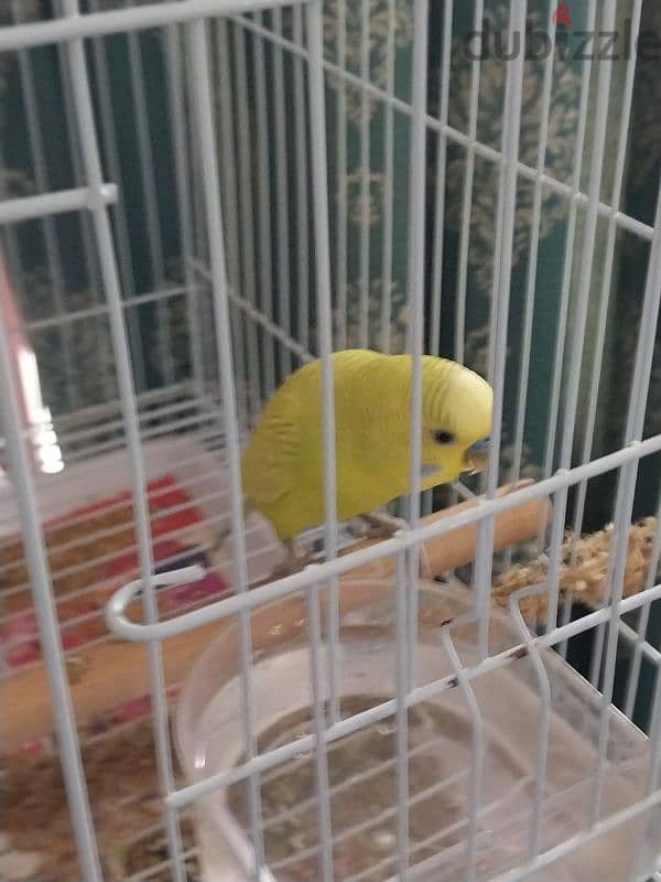 pet birds with cage 1