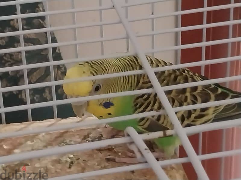 pet birds with cage 2