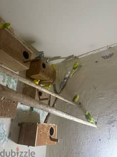 budgies for sale 0