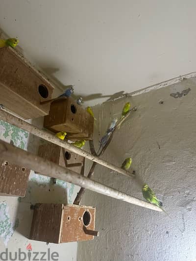 budgies