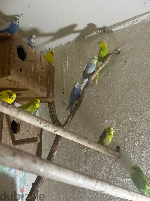 budgies for sale 1