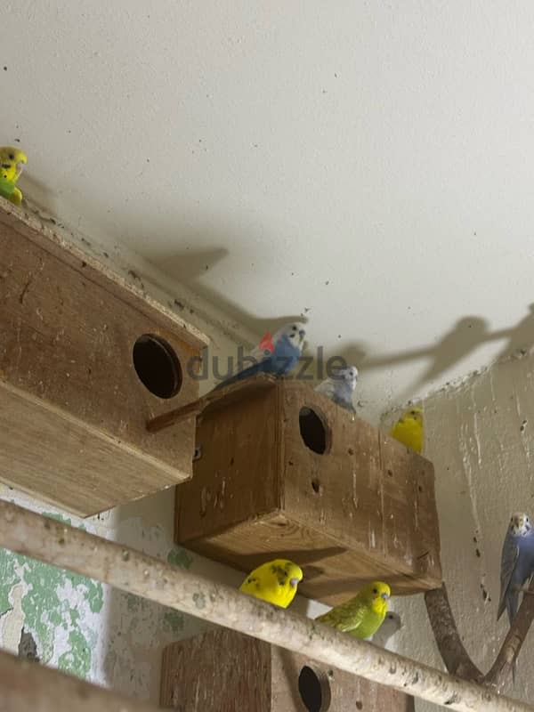 budgies for sale 2