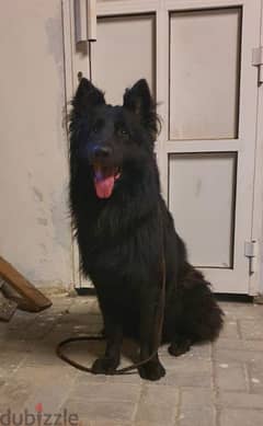 male German sheprd long hair top level 0