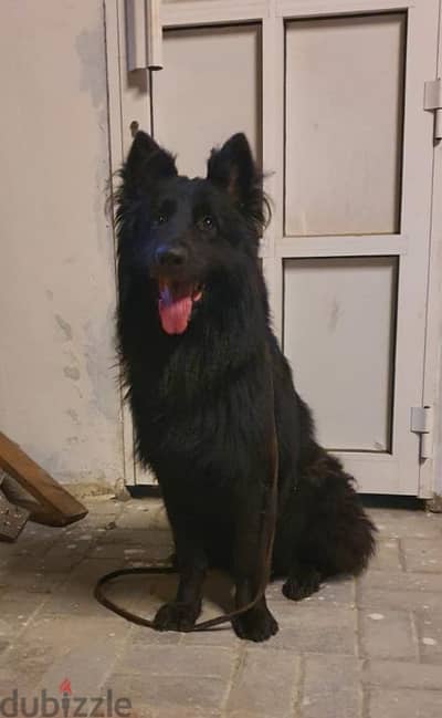 male German sheprd long hair top level