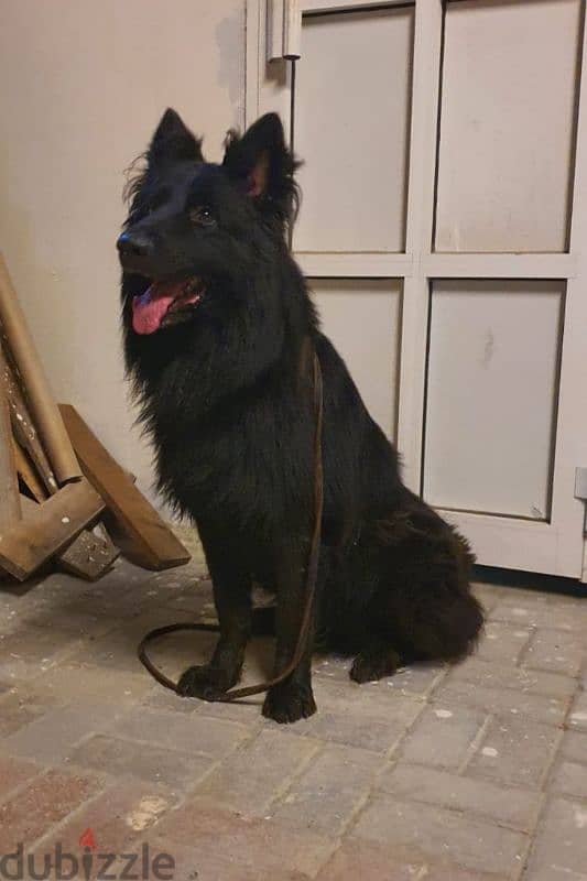 male German sheprd long hair top level 1