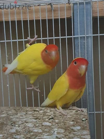 love bird male female