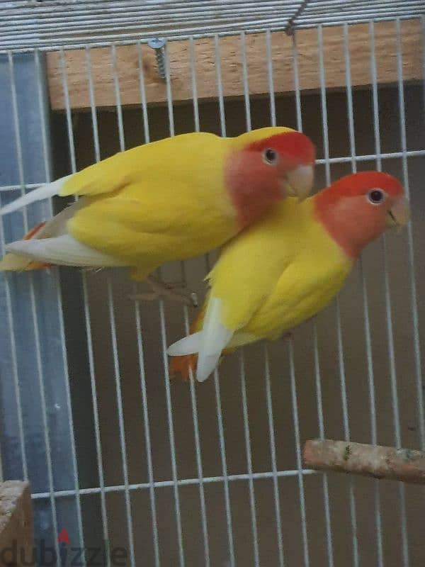 love bird male female 3