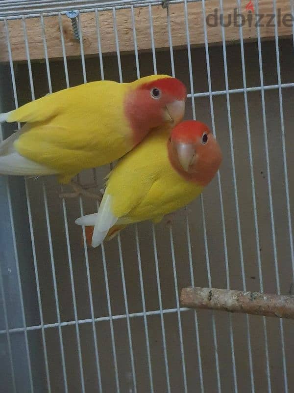 love bird male female 4