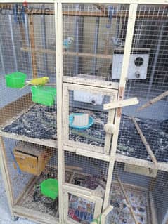 australian parrots and love birds for sale with cage 0