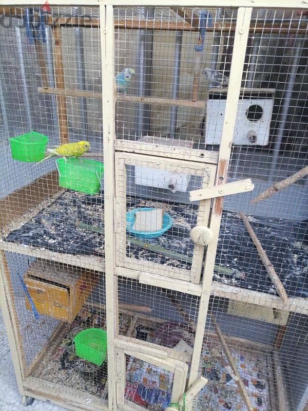 australian parrots and love birds for sale with cage 0