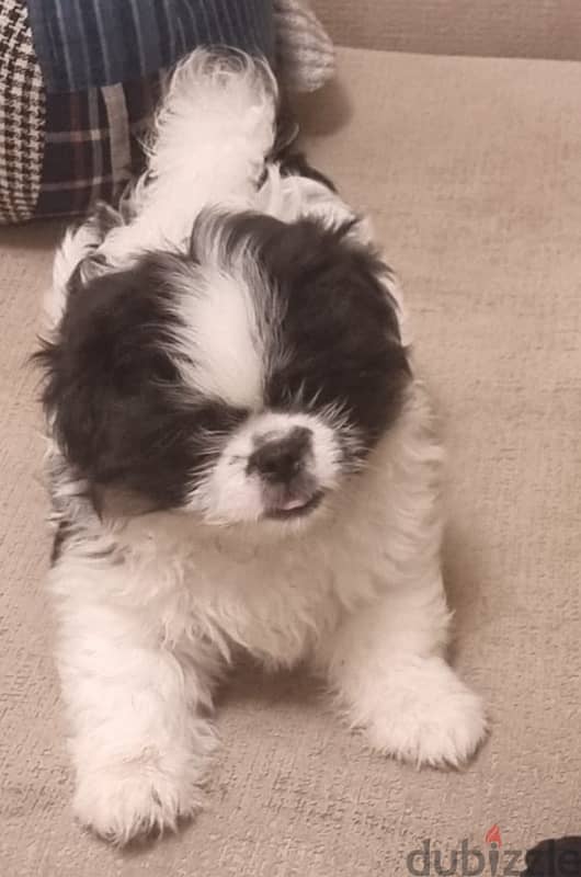 كلب شتزو للبيع | Shihtzu puppy for sale 1