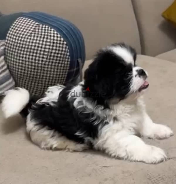 كلب شتزو للبيع | Shihtzu puppy for sale 2