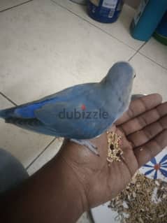 Tamed African love bird 0