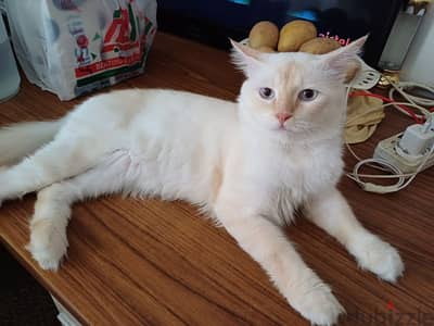 looking for sweet home for my cat