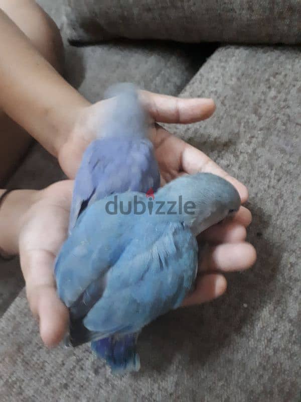 tamed love birds urgent for sale 1