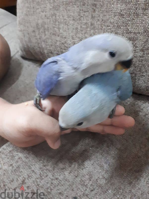 tamed love birds urgent for sale 2