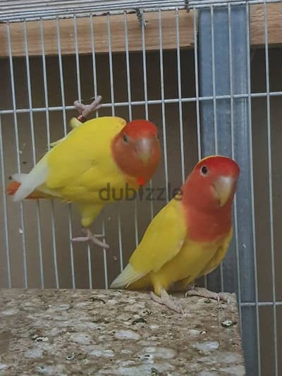 love bird pair