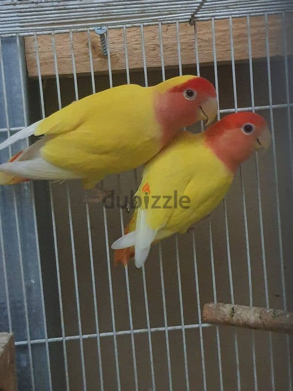 love bird pair 1