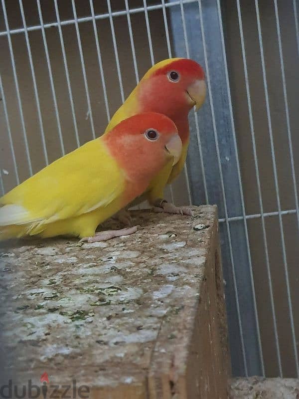 love bird pair 2