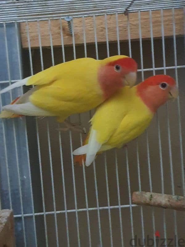 love bird pair 3