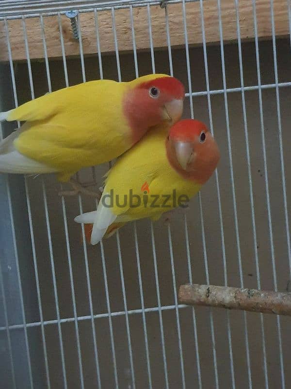 love bird pair 4