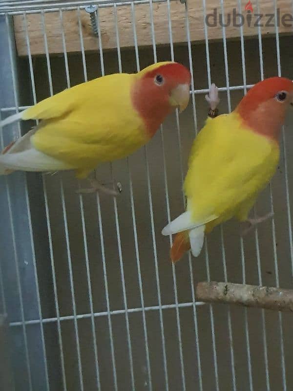 love bird pair 5