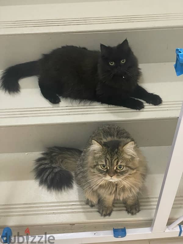 2 cats for adoption 2