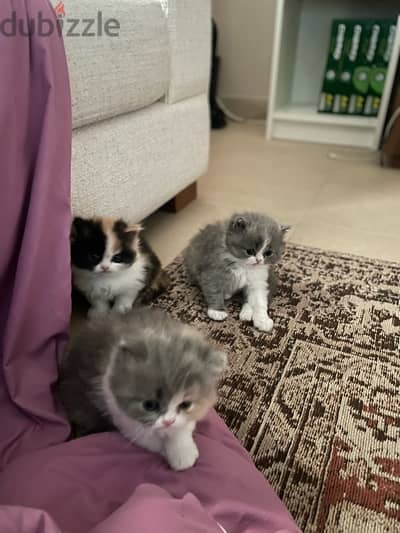 kittens