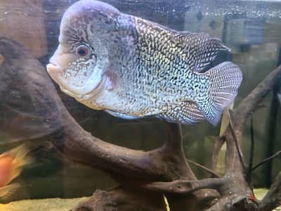 Cichlid flower horn and parrots