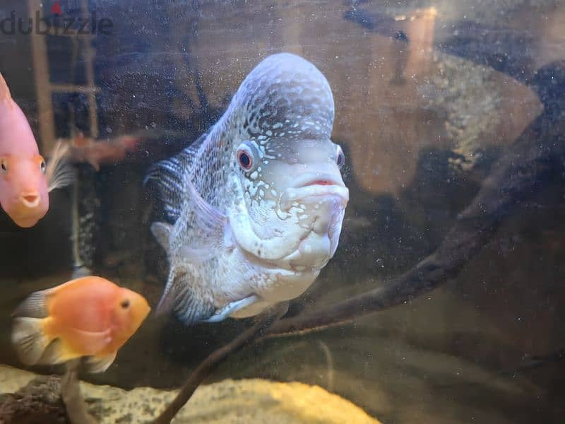 Cichlid flower horn and parrots 1