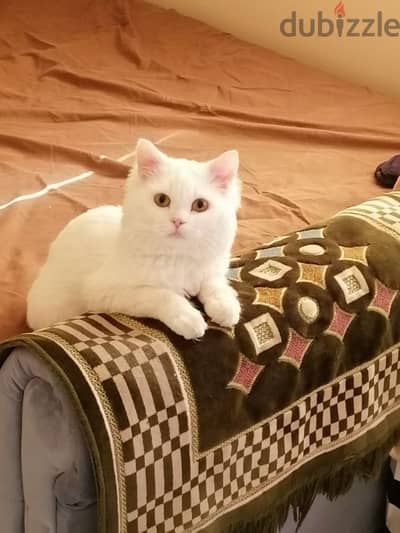 Purebred Turkish cat for adoption