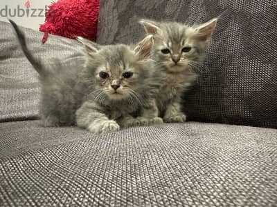 kittens