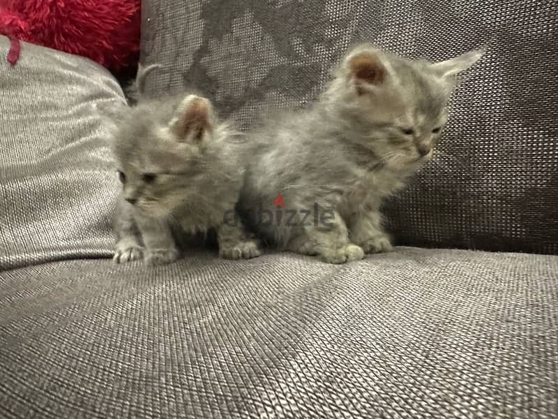 kittens for adoption 3