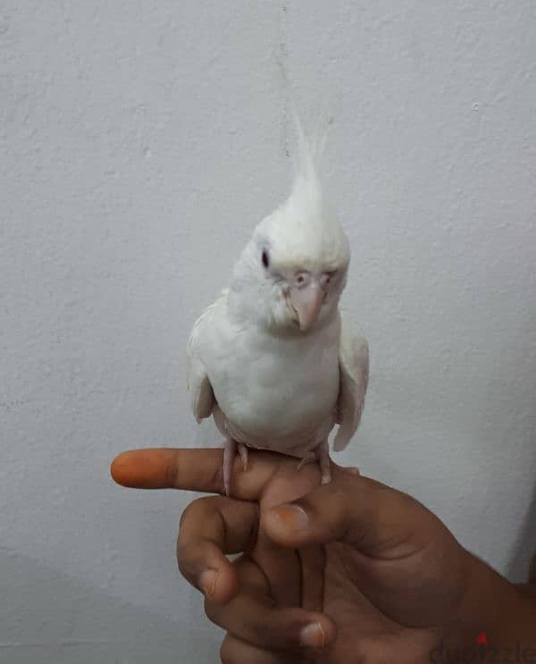 Albino cocktail urgent for sale 0