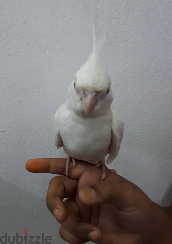 Albino cocktail urgent for sale 1