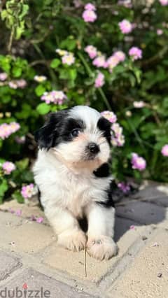 Shih Tzu dog for SALE 0