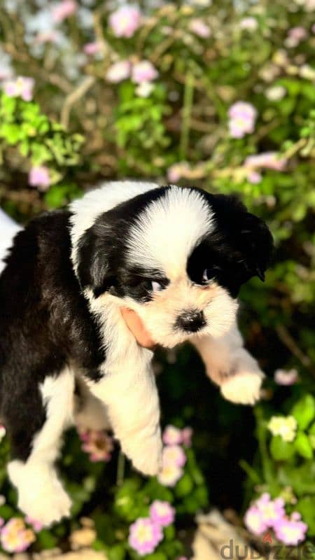 Shih Tzu dog for SALE 1