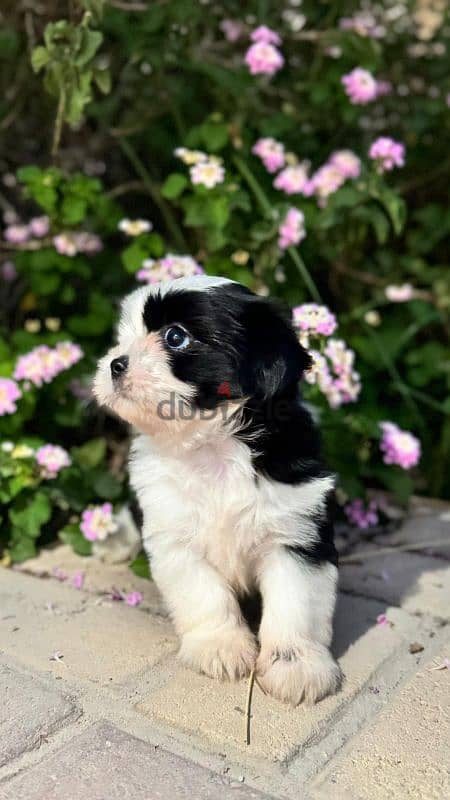 Shih Tzu dog for SALE 2