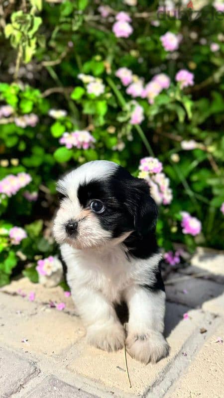 Shih Tzu dog for SALE 3