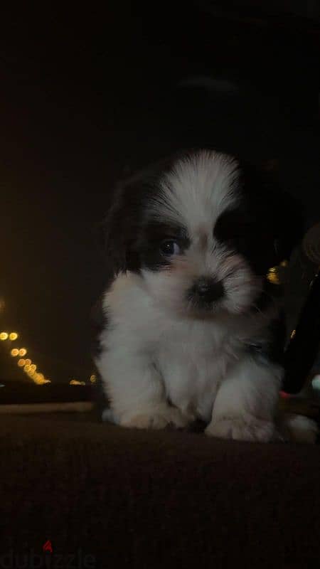 Shih Tzu dog for SALE 4