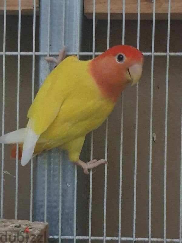 love bird female 3